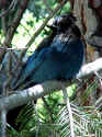 bluejay.jpg (109300 bytes)